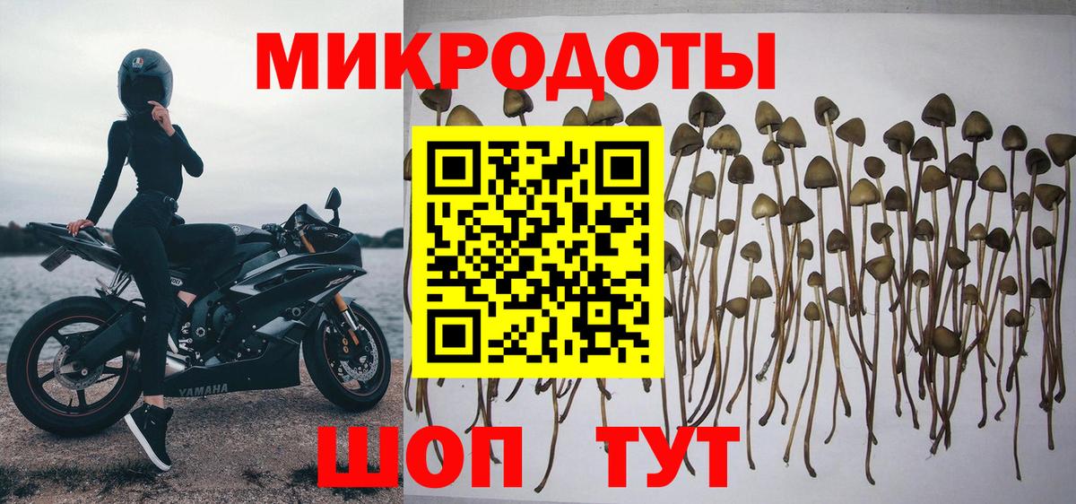 Псилоцибиновые грибы Cubensis Чебаркуль